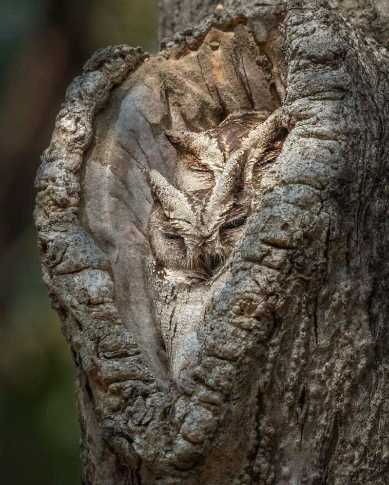 accidental camouflage