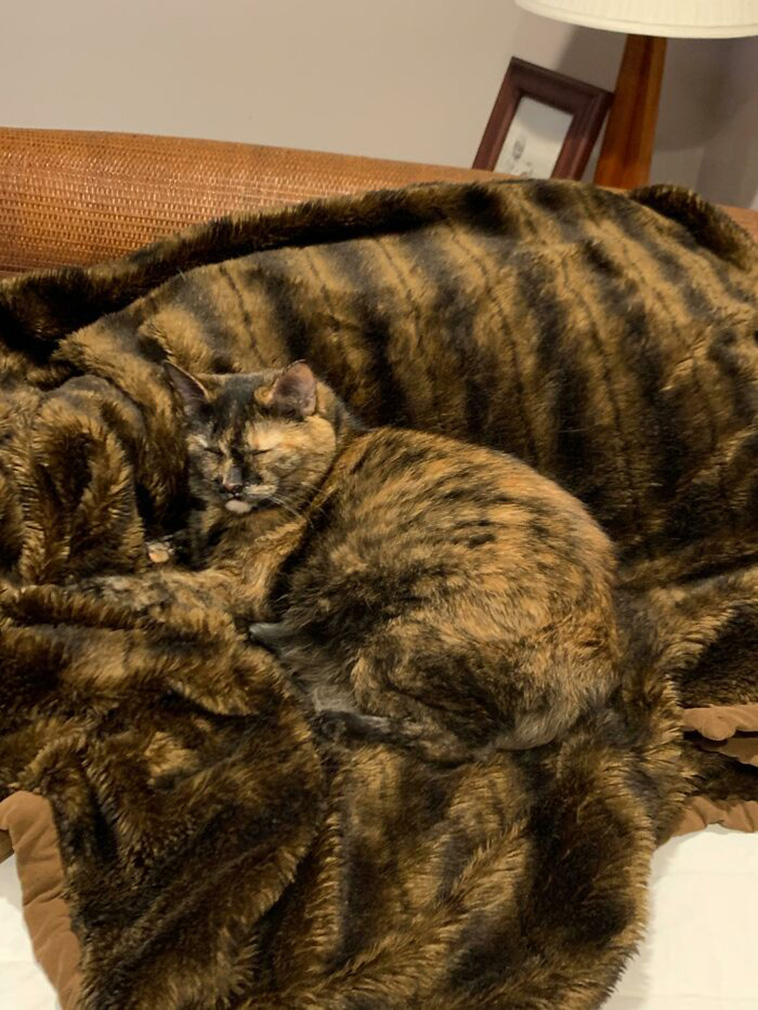 accidental camouflage