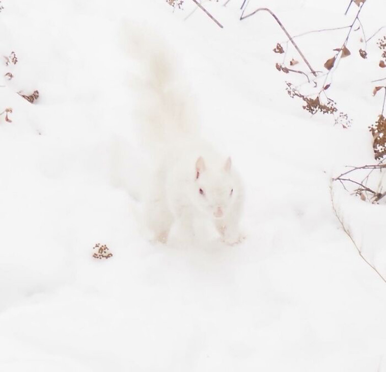 crappy wildlife