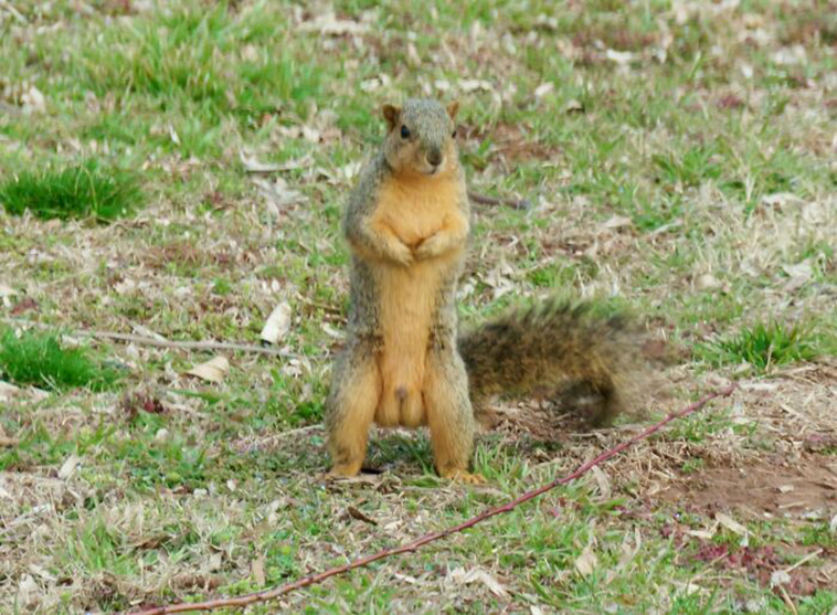 crap wildlife