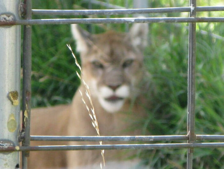 crap wildlife