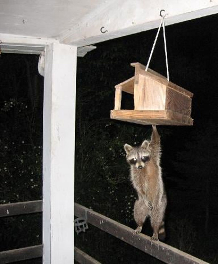 crappy wildlife