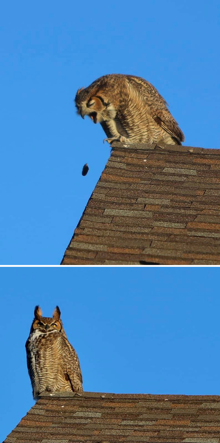crappy wildlife
