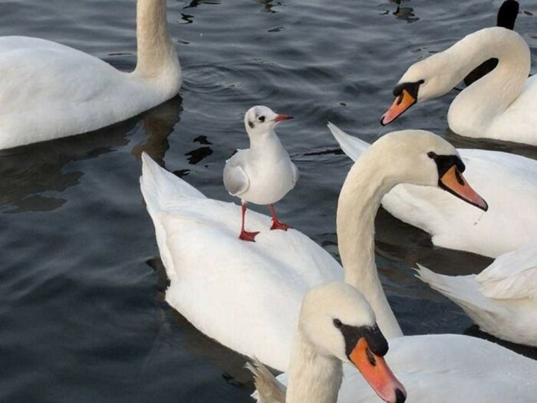 crappy wildlife