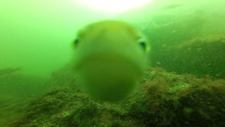 crap wildlife