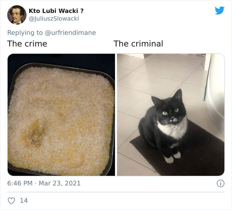 criminal pets
