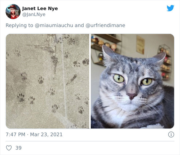 criminal pets