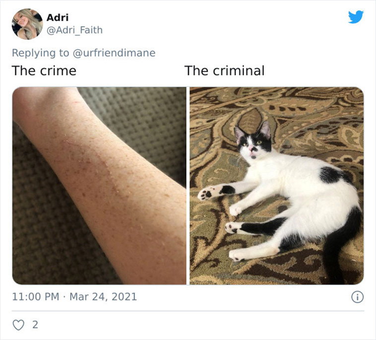 criminal pets