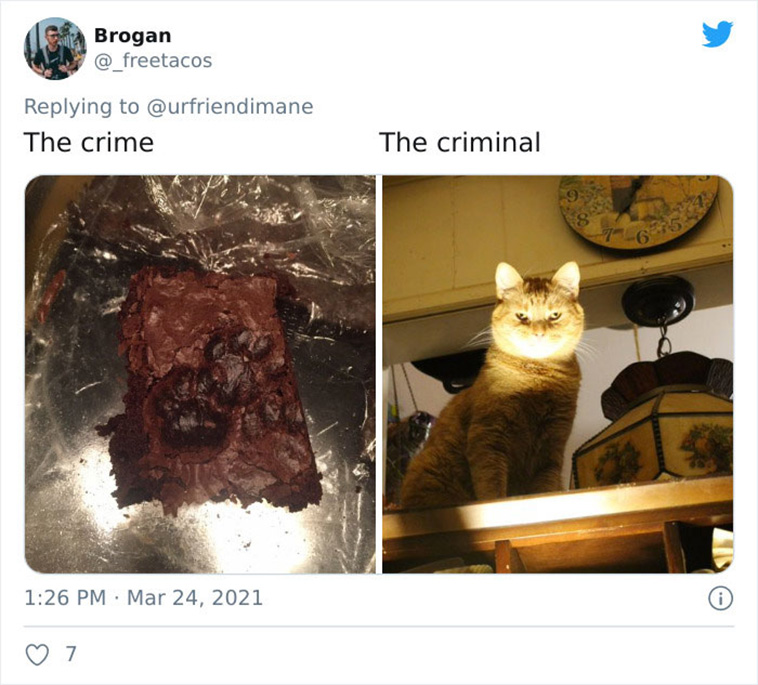 criminal pets