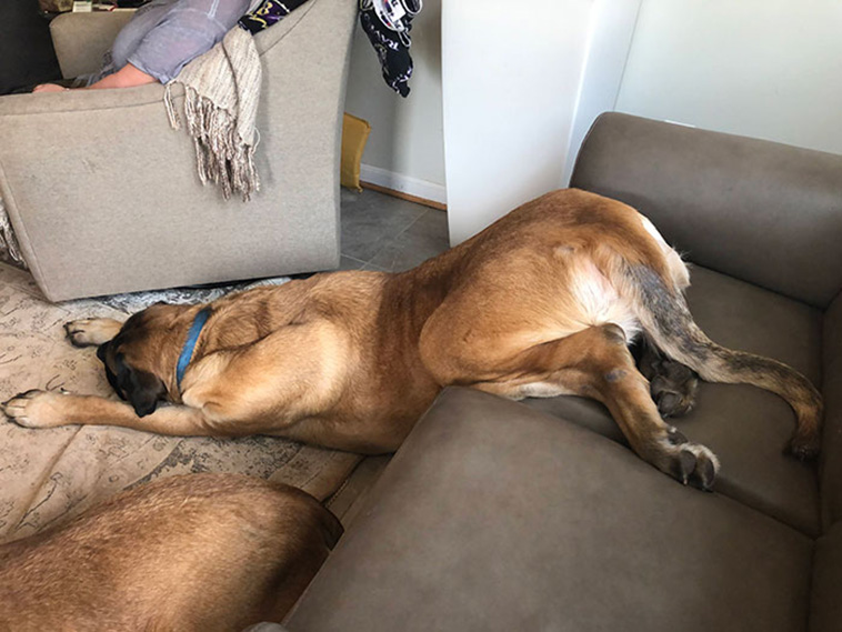 dogs asleep