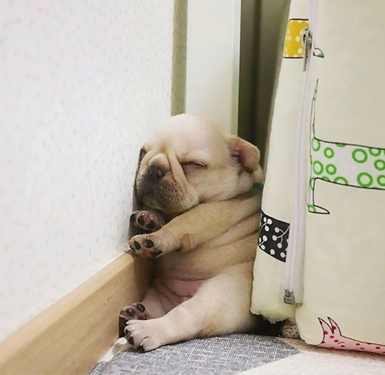 dogs asleep