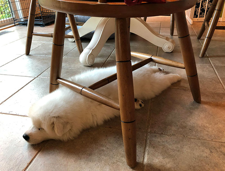 dogs asleep