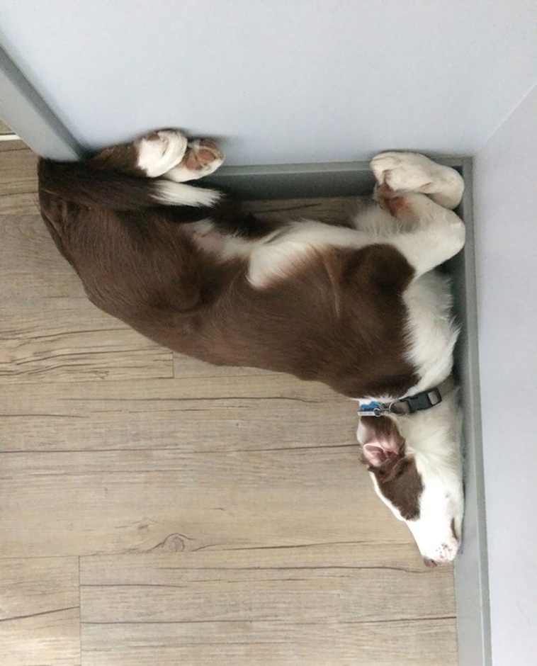 dogs asleep