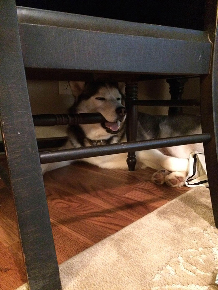 dogs asleep