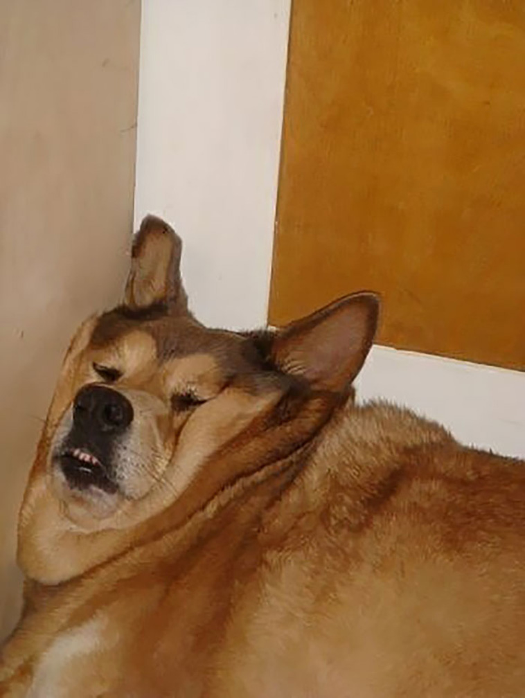 dogs asleep