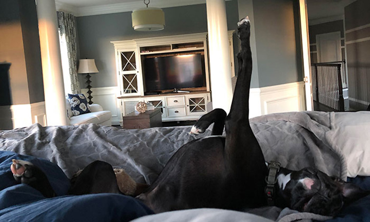 dogs asleep