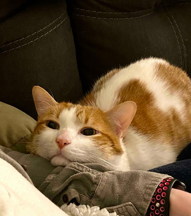 lovely pets