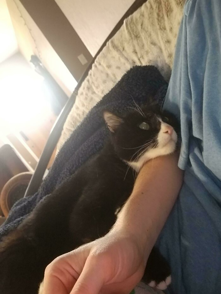 lovely pets