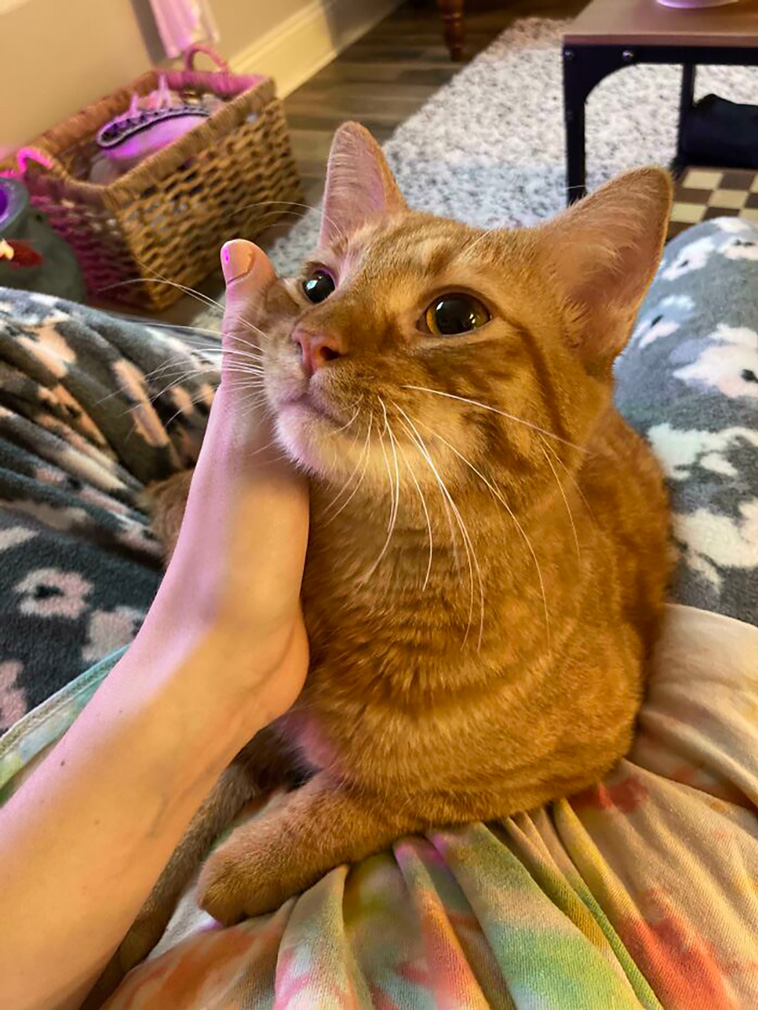 lovely pets