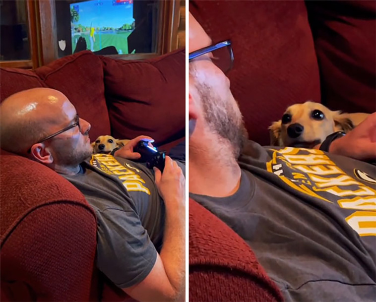 lovely pets