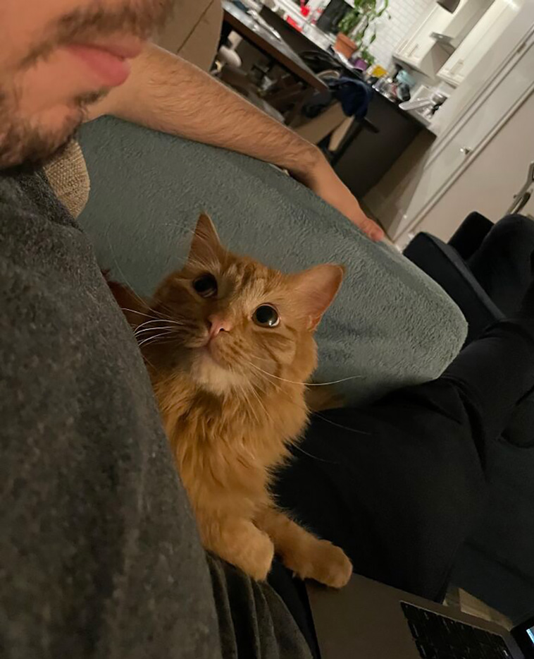 lovely pets