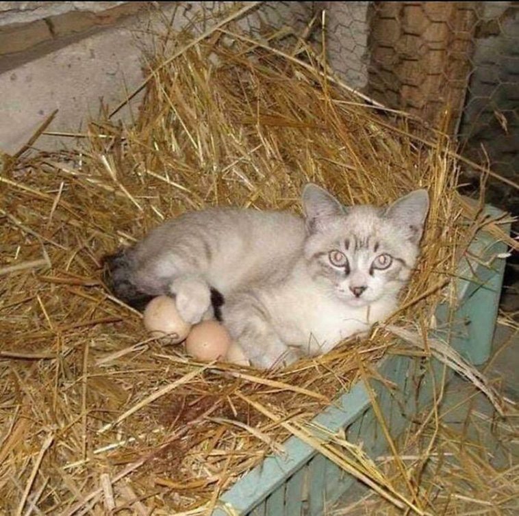 funny places cats