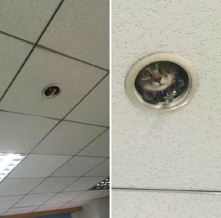 funny places cats
