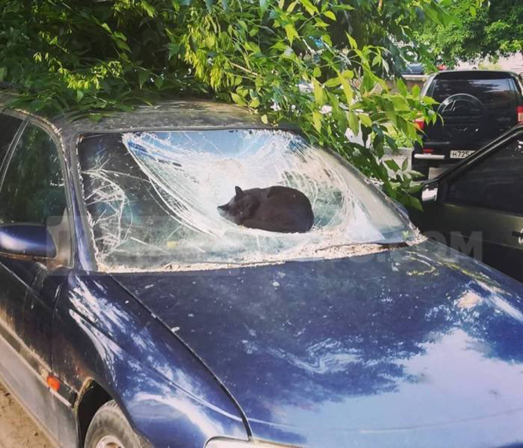 funny places cats