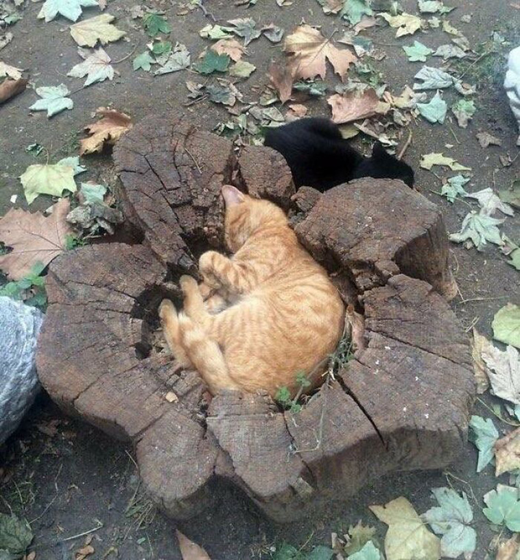 funny places cats