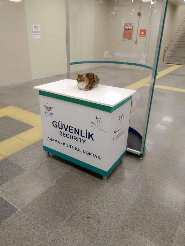 funny places cats