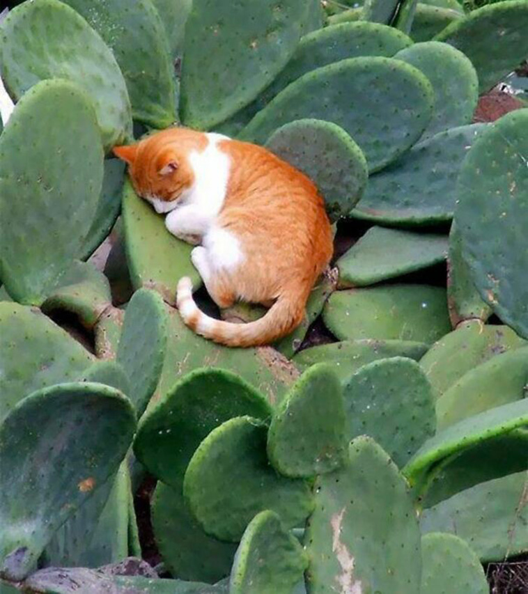 funny places cats