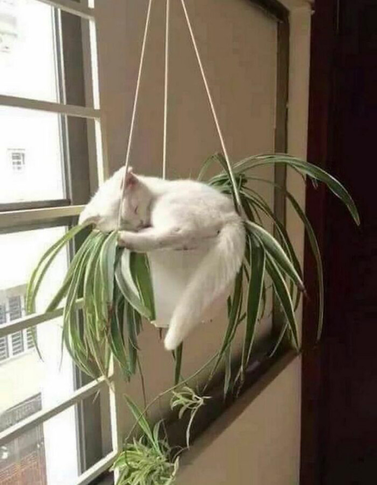 funny places cats
