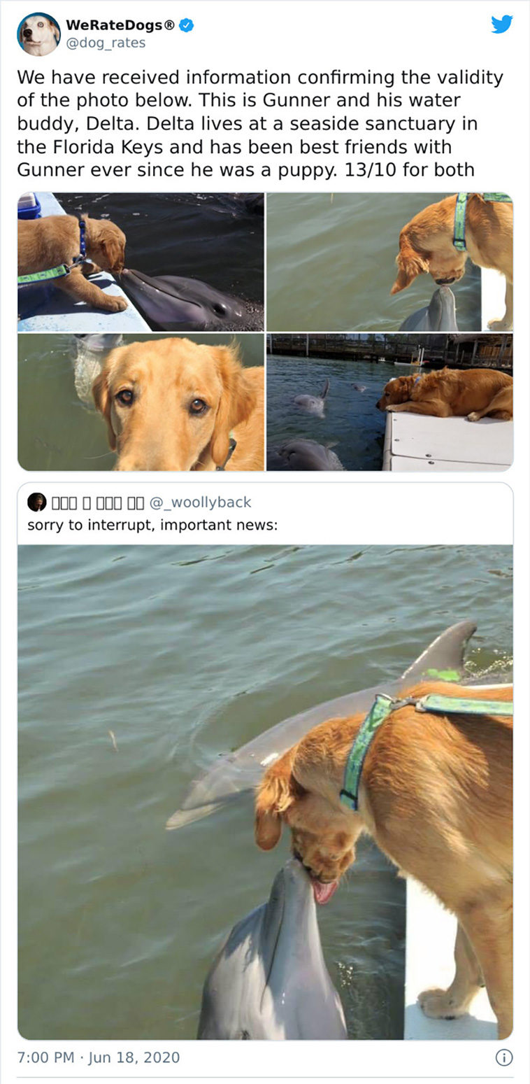 rate dogs
