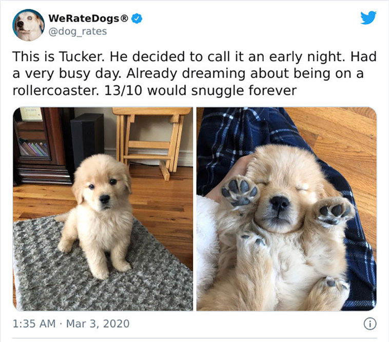 rate dogs