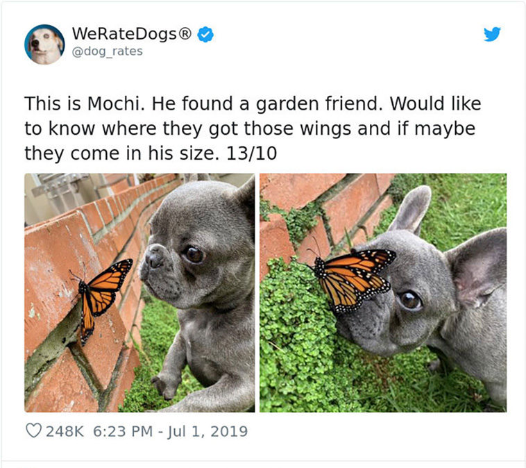 rate dogs