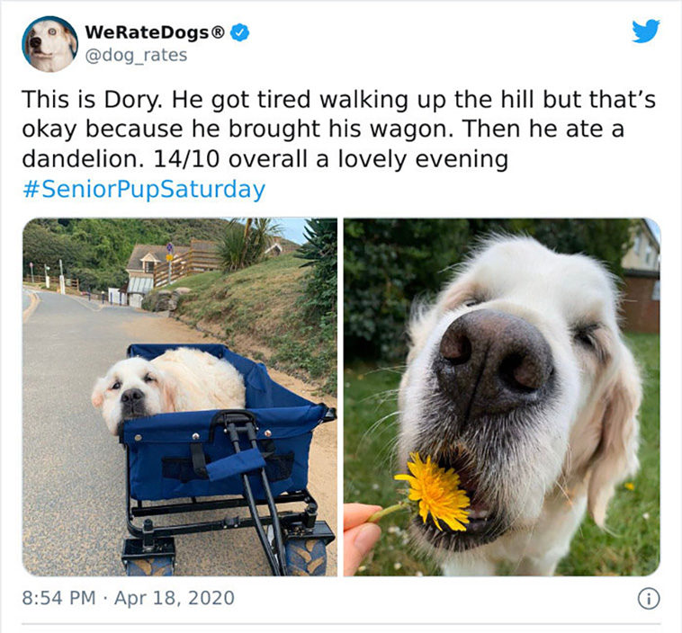 rate dogs
