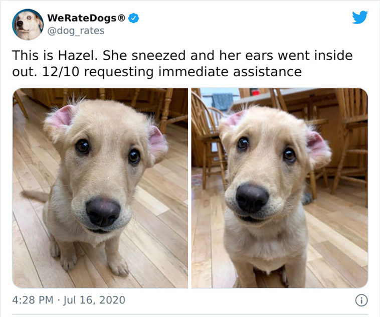 rate dogs
