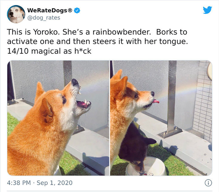 rate dogs