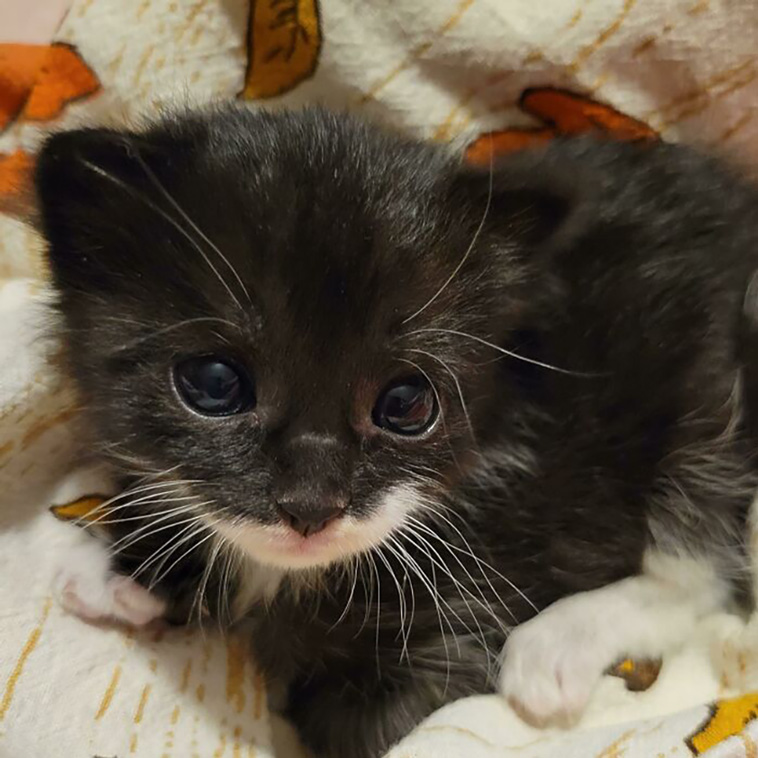 rescued pets