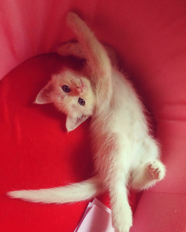 rescued pets