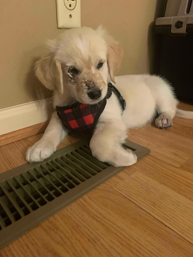 rescued pets