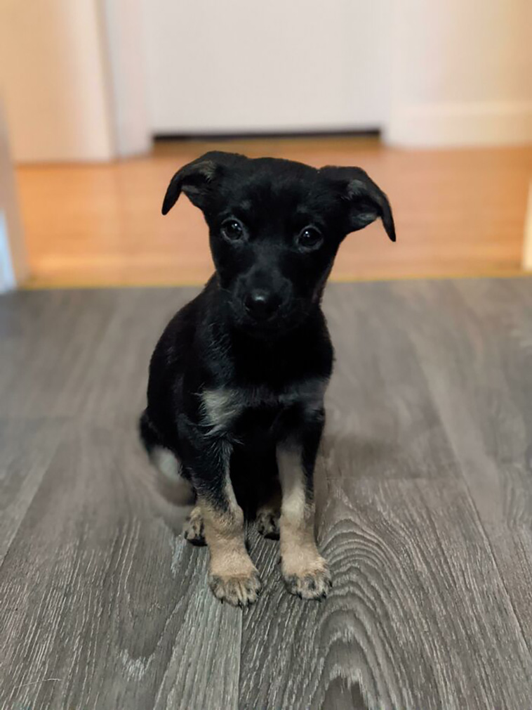 rescued pets