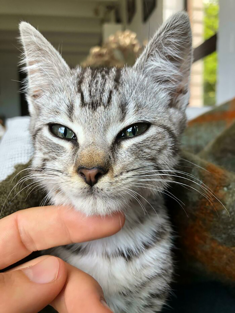 rescued pets
