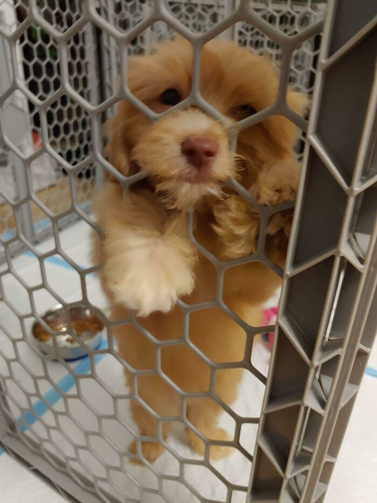rescued pets