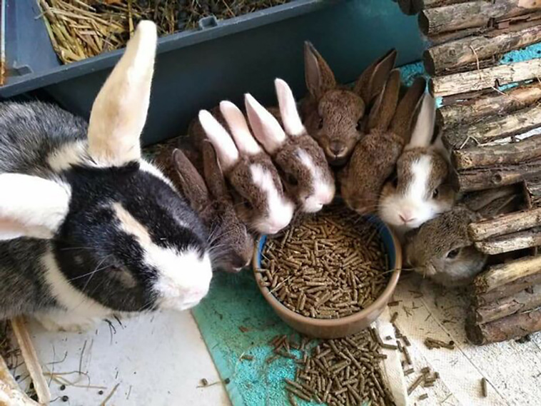 rescued pets