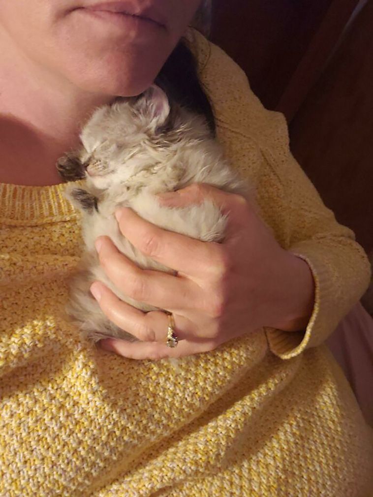 rescued pets