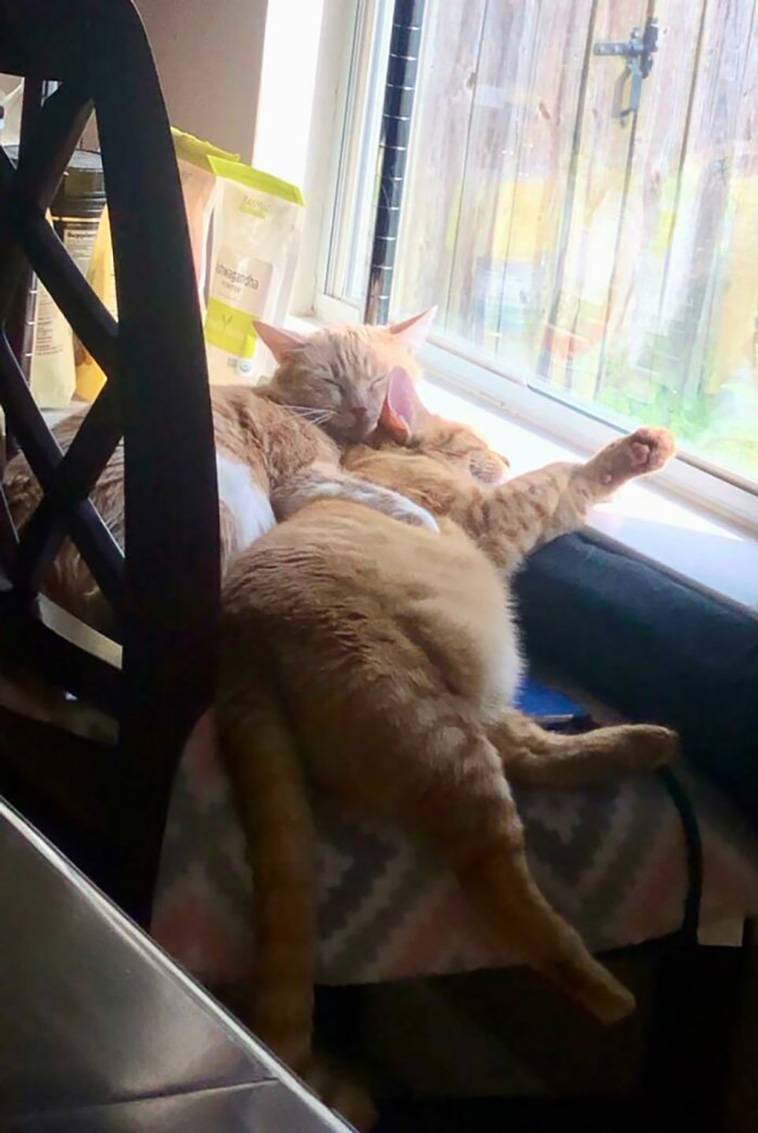 rescued pets