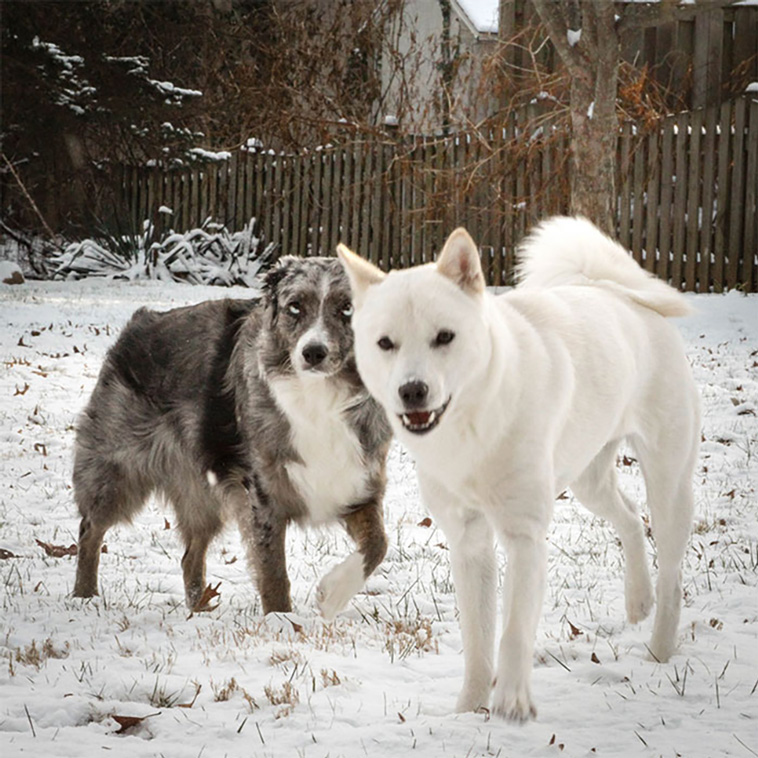 service dogs