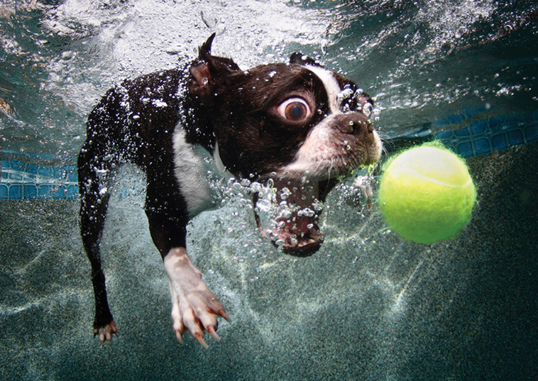 underwater dogs