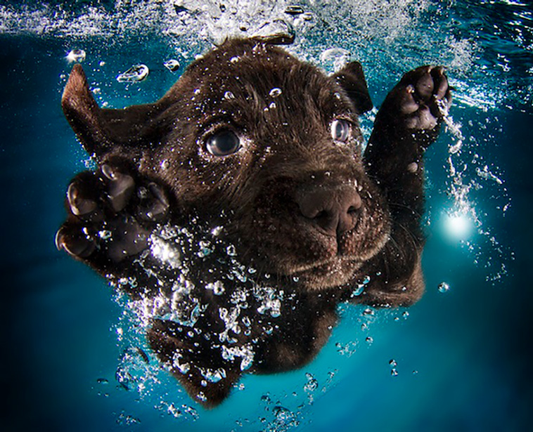 underwater dogs